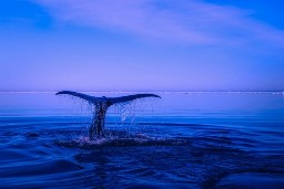 День защиты морских обитателей